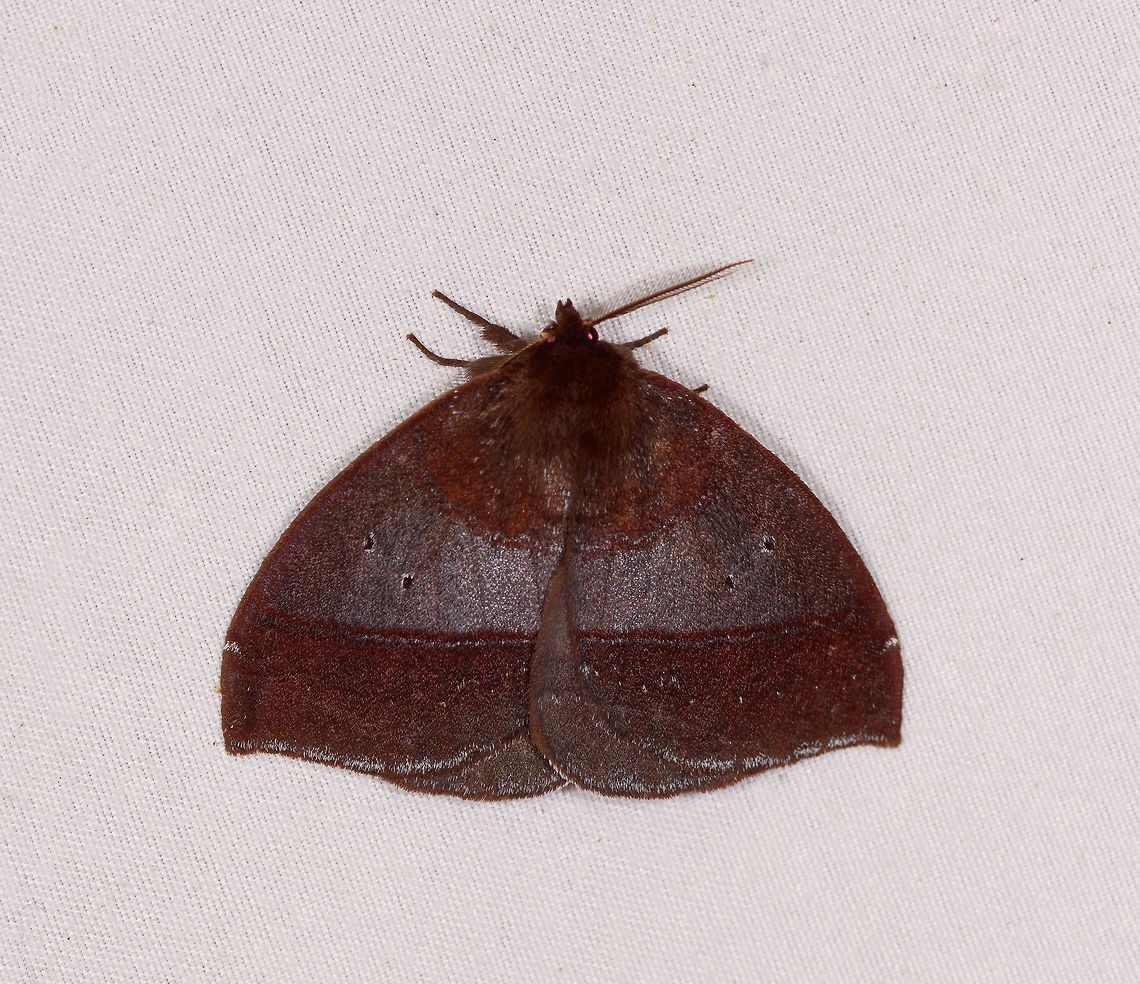 Janiodes sp., La Planada Nature Reserve, Colombia <section class="video"><iframe width="448" height="282" src="https://www.youtube-nocookie.com/embed/o6uklkKCa6Y?hd=1&autoplay=0&rel=0" frameborder="0" allowfullscreen></iframe></section> Colombia,Colombia 2018,Colombia South,Fall,Geotagged,La Planada Nature Reserve,South America