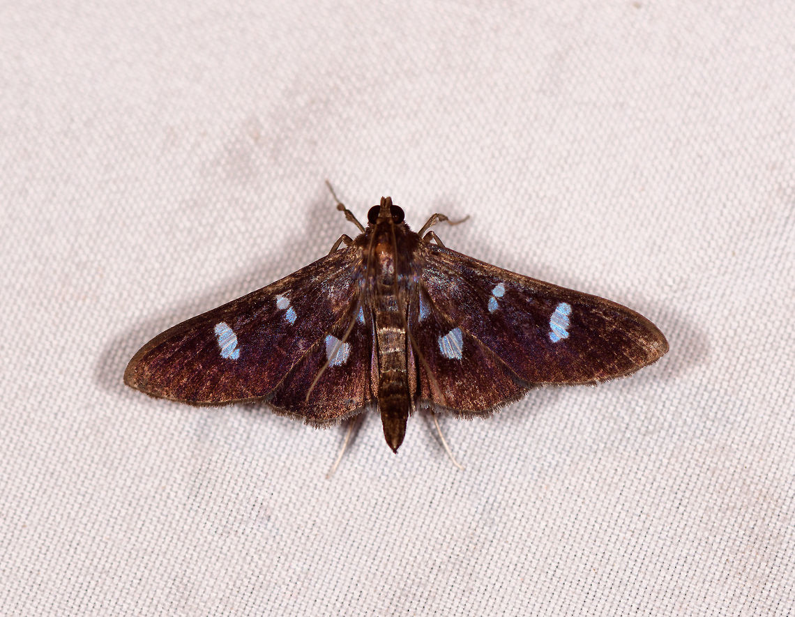 Desmia octomaculalis, La Planada Nature Reserve, Colombia  Colombia,Colombia 2018,Colombia South,Desmia octomaculalis,Fall,Geotagged,La Planada Nature Reserve,South America