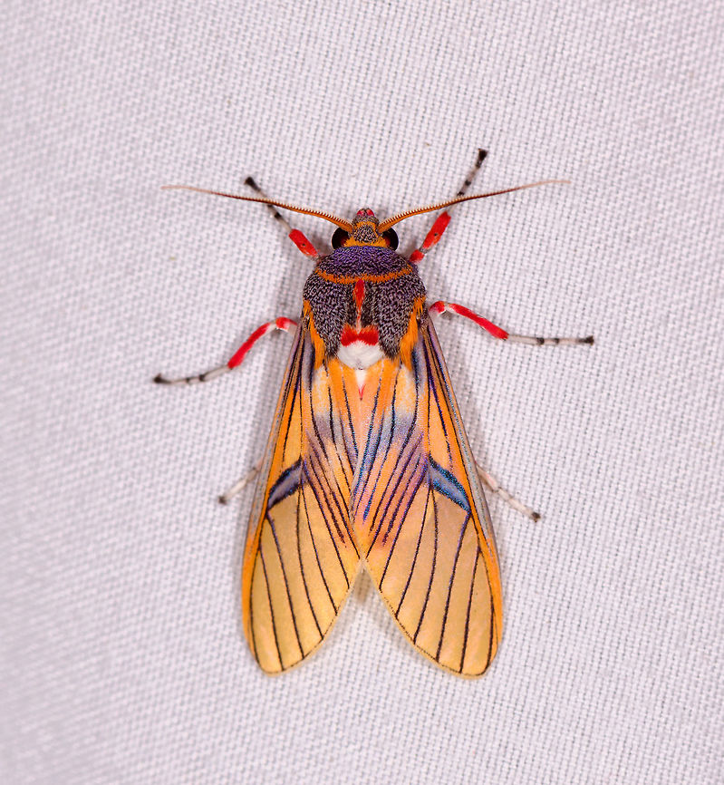 Idalus erythronota, La Planada Nature Reserve, Colombia It&#039;s easy to miss details when a species is overwhelmingly vibrant. For example this species has purple shoulders...and red lipstick :) Colombia,Colombia 2018,Colombia South,Fall,Geotagged,Idalus erythronota,La Planada Nature Reserve,South America