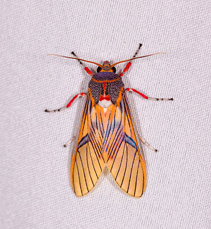 Idalus erythronota, La Planada Nature Reserve, Colombia It's easy to miss details when a species is overwhelmingly vibrant. For example this species has purple shoulders...and red lipstick :) Colombia,Colombia 2018,Colombia South,Fall,Geotagged,Idalus erythronota,La Planada Nature Reserve,South America