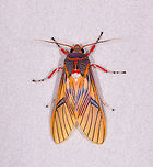 Idalus erythronota, La Planada Nature Reserve, Colombia It's easy to miss details when a species is overwhelmingly vibrant. For example this species has purple shoulders...and red lipstick :) Colombia,Colombia 2018,Colombia South,Fall,Geotagged,Idalus erythronota,La Planada Nature Reserve,South America