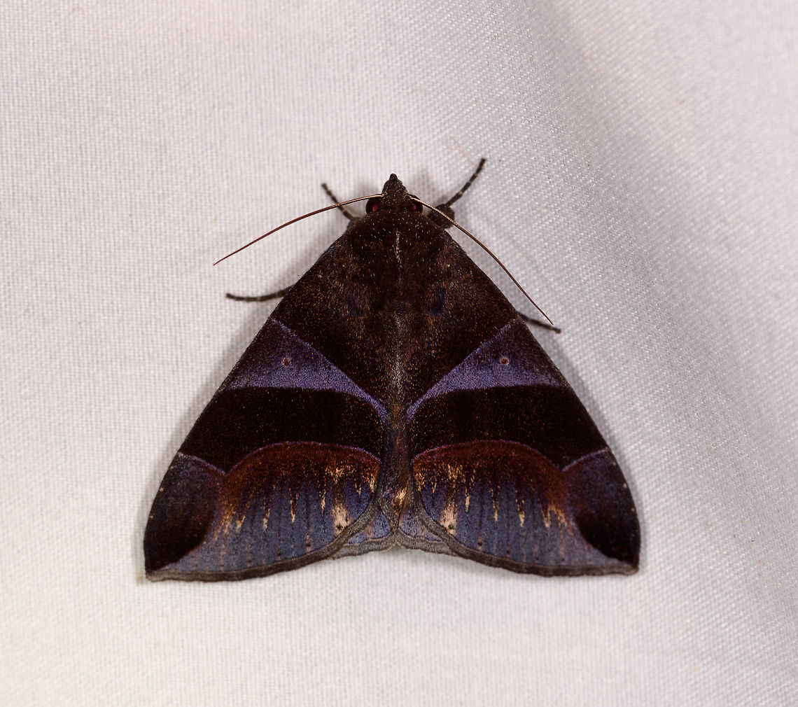 Dysgonia purpurata, La Planada Nature Reserve, Colombia  Colombia,Colombia 2018,Colombia South,Dysgonia purpurata,La Planada Nature Reserve,South America