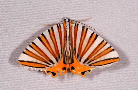 Pityeja histrionaria, La Planada Nature Reserve, Colombia  Colombia,Colombia 2018,Colombia South,Fall,Geotagged,La Planada Nature Reserve,Pityeja histrionaria,South America