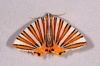 Pityeja histrionaria, La Planada Nature Reserve, Colombia  Colombia,Colombia 2018,Colombia South,Fall,Geotagged,La Planada Nature Reserve,Pityeja histrionaria,South America