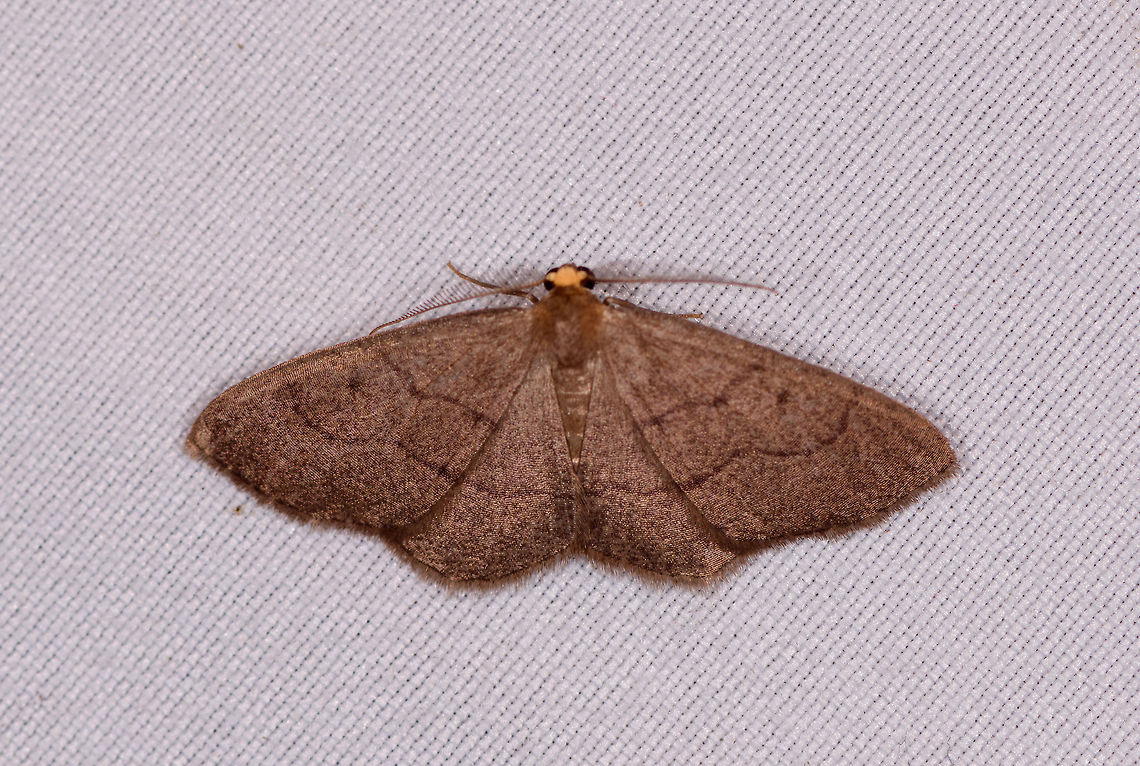 Lambdina, La Planada Nature Reserve, Colombia  Colombia,Colombia 2018,Colombia South,Fall,Geotagged,La Planada Nature Reserve,South America