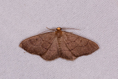 Lambdina, La Planada Nature Reserve, Colombia  Colombia,Colombia 2018,Colombia South,Fall,Geotagged,La Planada Nature Reserve,South America