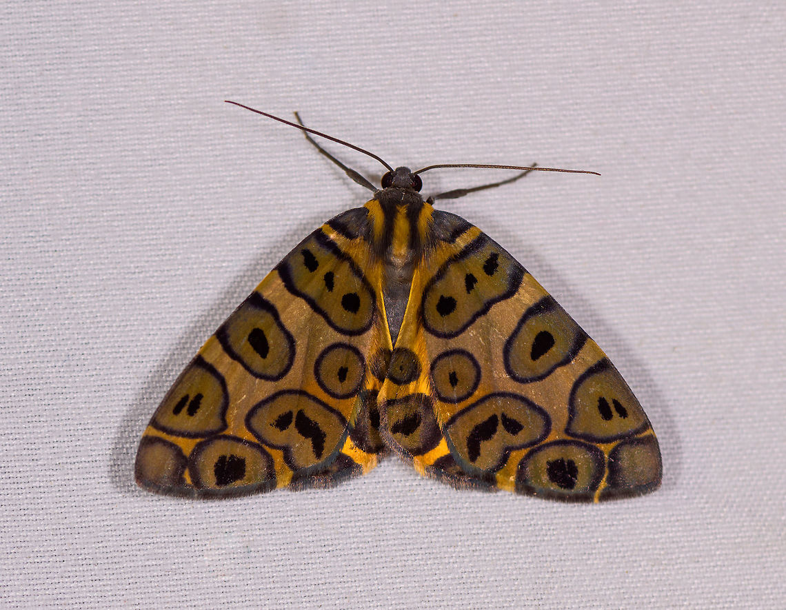 Blotched leopard, La Planada Nature Reserve, Colombia  Blotched leopard,Colombia,Colombia 2018,Colombia South,Fall,Geotagged,La Planada Nature Reserve,Pantherodes colubraria,South America