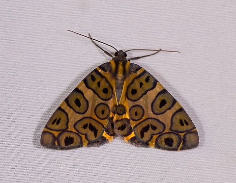 Blotched leopard, La Planada Nature Reserve, Colombia  Blotched leopard,Colombia,Colombia 2018,Colombia South,Fall,Geotagged,La Planada Nature Reserve,Pantherodes colubraria,South America