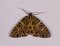 Blotched leopard, La Planada Nature Reserve, Colombia  Blotched leopard,Colombia,Colombia 2018,Colombia South,Fall,Geotagged,La Planada Nature Reserve,Pantherodes colubraria,South America