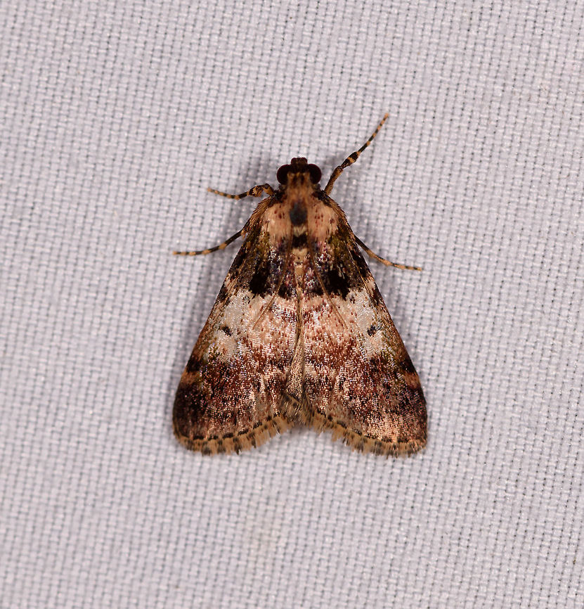 Epipaschiinae, La Planada Nature Reserve, Colombia  Colombia,Colombia 2018,Colombia South,Fall,Geotagged,La Planada Nature Reserve,South America