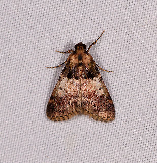 Epipaschiinae, La Planada Nature Reserve, Colombia  Colombia,Colombia 2018,Colombia South,Fall,Geotagged,La Planada Nature Reserve,South America