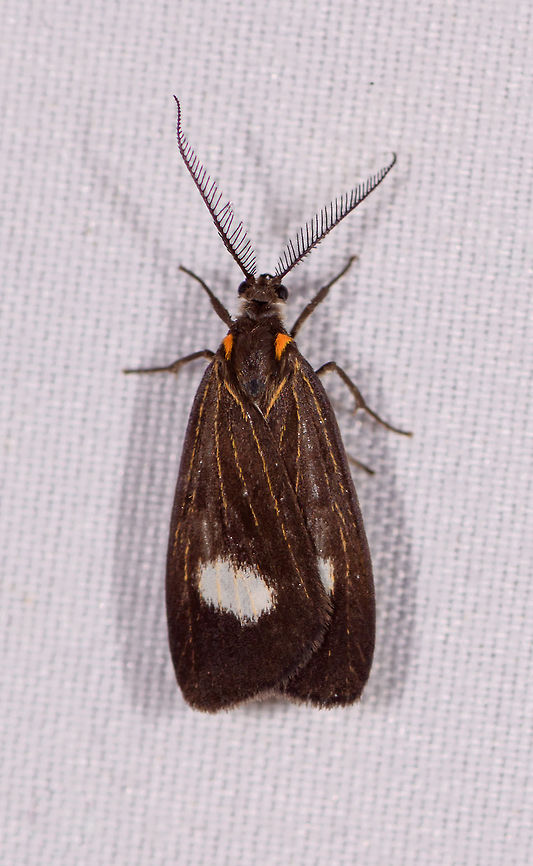 Nebulosa fulvipalpis, La Planada Nature Reserve, Colombia Fun fact: I never intentionally photographed this moth. It was in the corner of another photo when I noticed I did not photograph it by itself :) Colombia,Colombia 2018,Colombia South,Fall,Geotagged,La Planada Nature Reserve,Nebulosa fulvipalpis,South America