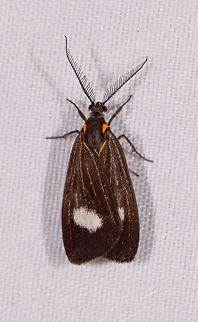 Nebulosa fulvipalpis, La Planada Nature Reserve, Colombia Fun fact: I never intentionally photographed this moth. It was in the corner of another photo when I noticed I did not photograph it by itself :) Colombia,Colombia 2018,Colombia South,Fall,Geotagged,La Planada Nature Reserve,Nebulosa fulvipalpis,South America
