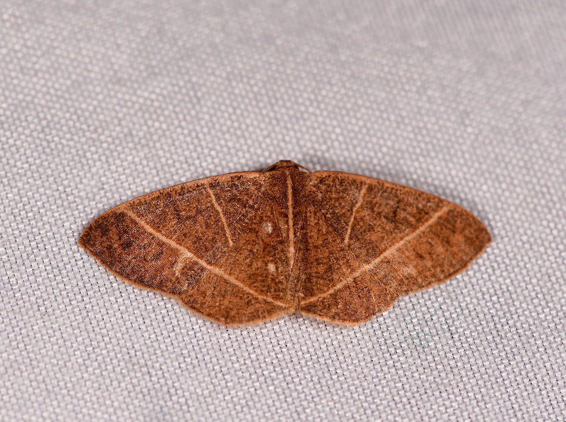 Mimosema consociata, La Planada Nature Reserve, Colombia  Colombia,Colombia 2018,Colombia South,Fall,Geotagged,La Planada Nature Reserve,Mimosema consociata,South America