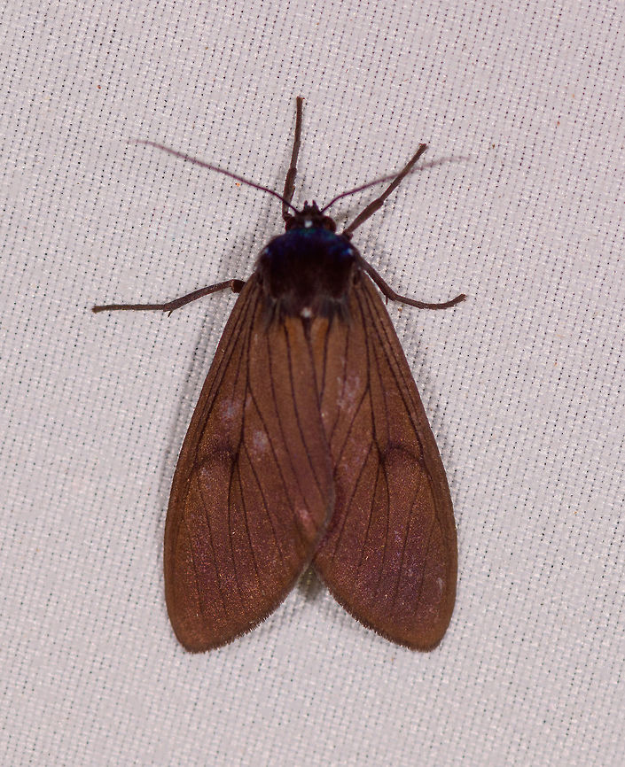 Pelochyta sp.?, La Planada Nature Reserve, Colombia Note that this moth in reality appears as quite black, not a brown as seen here. Colombia,Colombia 2018,Colombia South,Fall,Geotagged,La Planada Nature Reserve,South America