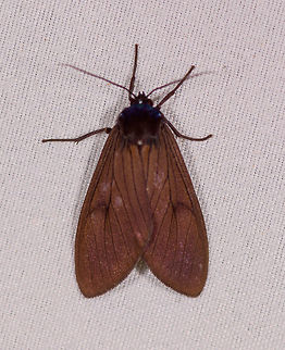 Pelochyta sp.?, La Planada Nature Reserve, Colombia Note that this moth in reality appears as quite black, not a brown as seen here. Colombia,Colombia 2018,Colombia South,Fall,Geotagged,La Planada Nature Reserve,South America
