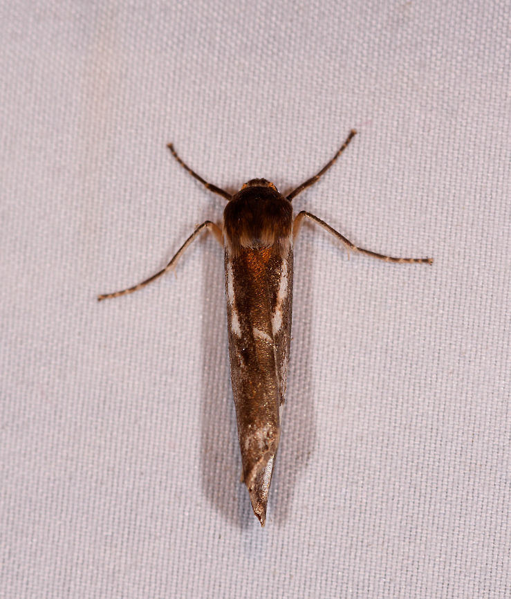 Narrow moth with curled wings, La Planada Nature Reserve, Colombia  Colombia,Colombia 2018,Colombia South,Fall,Geotagged,La Planada Nature Reserve,South America