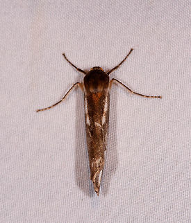 Narrow moth with curled wings, La Planada Nature Reserve, Colombia  Colombia,Colombia 2018,Colombia South,Fall,Geotagged,La Planada Nature Reserve,South America