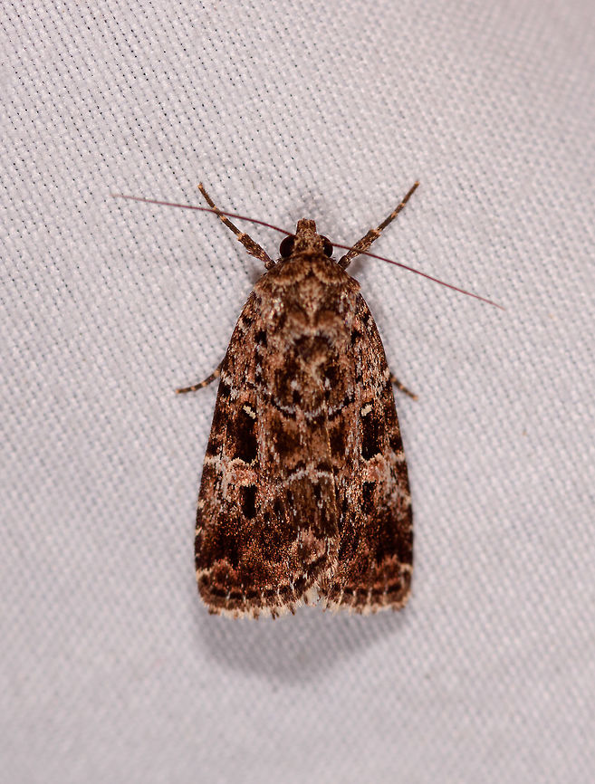 Elaphria rubripicta, La Planada Nature Reserve, Colombia  Colombia,Colombia 2018,Colombia South,Elaphria rubripicta,Fall,Geotagged,La Planada Nature Reserve,South America
