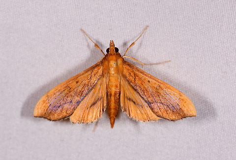 Anarmodia repandalis, La Planada Nature Reserve, Colombia  Anarmodia repandalis,Colombia,Colombia 2018,Colombia South,Fall,Geotagged,La Planada Nature Reserve,South America