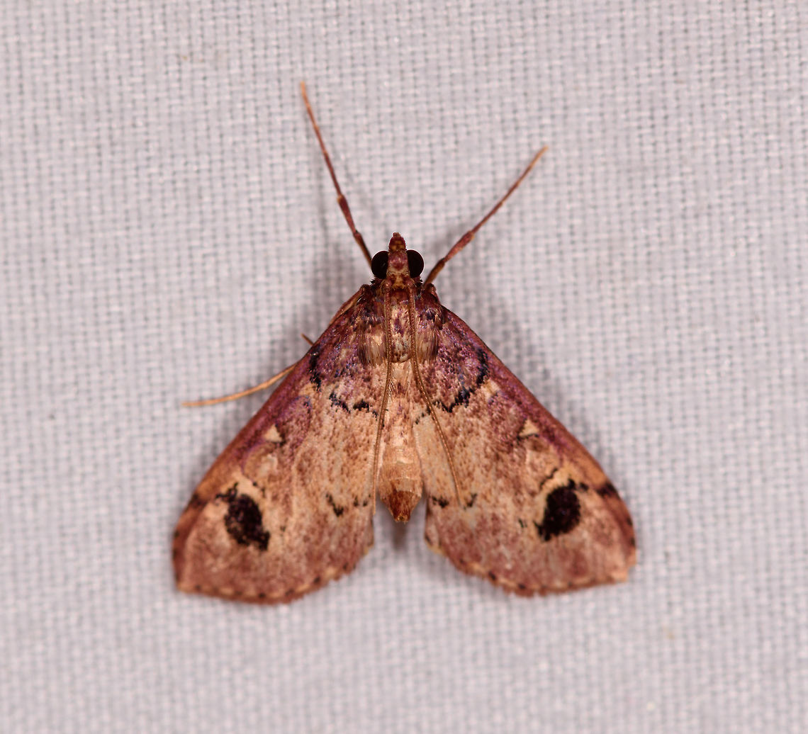 Cambrid with black marks, La Planada Nature Reserve, Colombia  Colombia,Colombia 2018,Colombia South,Fall,Geotagged,La Planada Nature Reserve,South America