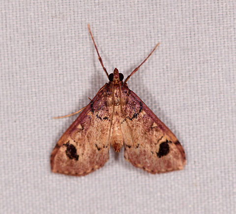 Cambrid with black marks, La Planada Nature Reserve, Colombia  Colombia,Colombia 2018,Colombia South,Fall,Geotagged,La Planada Nature Reserve,South America