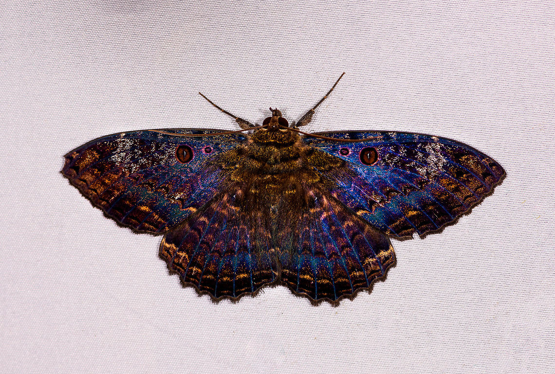 Marbled Witch, La Planada Nature Reserve, Colombia A large and absurdly gorgeous moth. Note that to the human eye it appears a lot more dull, brownish to black. The combination of flash and lifting shadows reveals a complex and vibrant carpet.<br />
<br />
Ego mode: my 1,600th species intro. Which all of you should surpass, please. Colombia,Colombia 2018,Colombia South,Fall,Geotagged,La Planada Nature Reserve,Letis caligula,Marbled Witch,South America