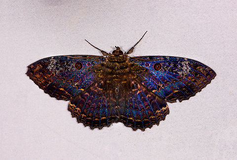 Marbled Witch, La Planada Nature Reserve, Colombia A large and absurdly gorgeous moth. Note that to the human eye it appears a lot more dull, brownish to black. The combination of flash and lifting shadows reveals a complex and vibrant carpet.

Ego mode: my 1,600th species intro. Which all of you should surpass, please. Colombia,Colombia 2018,Colombia South,Fall,Geotagged,La Planada Nature Reserve,Letis caligula,Marbled Witch,South America