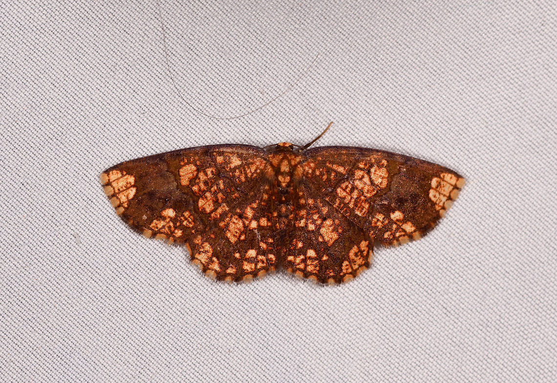 Melinodes detersaria, La Planada Nature Reserve, Colombia  Colombia,Colombia 2018,Colombia South,Fall,Geotagged,La Planada Nature Reserve,Melinodes detersaria,South America