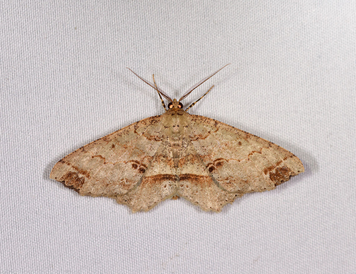 Melanolophia sp.?, La Planada Nature Reserve, Colombia  Colombia,Colombia 2018,Colombia South,Fall,Geotagged,La Planada Nature Reserve,South America