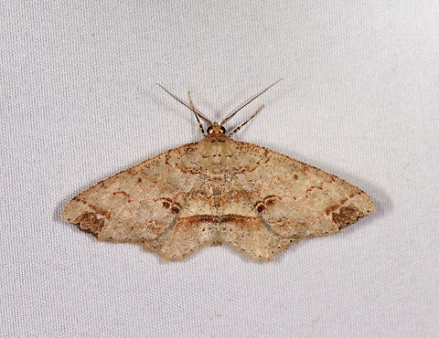 Melanolophia sp.?, La Planada Nature Reserve, Colombia  Colombia,Colombia 2018,Colombia South,Fall,Geotagged,La Planada Nature Reserve,South America