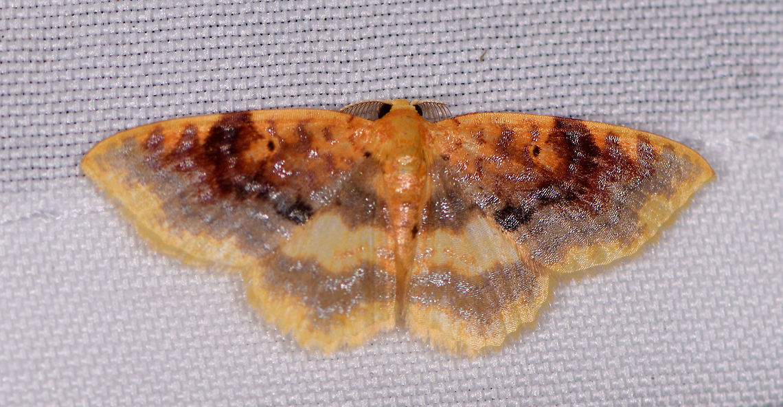 Idaea sp.?, La Planada Nature Reserve, Colombia  Colombia,Colombia 2018,Colombia South,Eois fasciata,Fall,Geotagged,La Planada Nature Reserve,South America