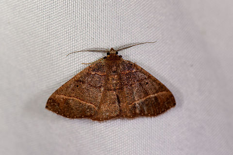 Perissopteryx ochreobarbipes, La Planada Nature Reserve, Colombia  Colombia,Colombia 2018,Colombia South,Fall,Geotagged,La Planada Nature Reserve,Perissopteryx ochreobarbipes,South America