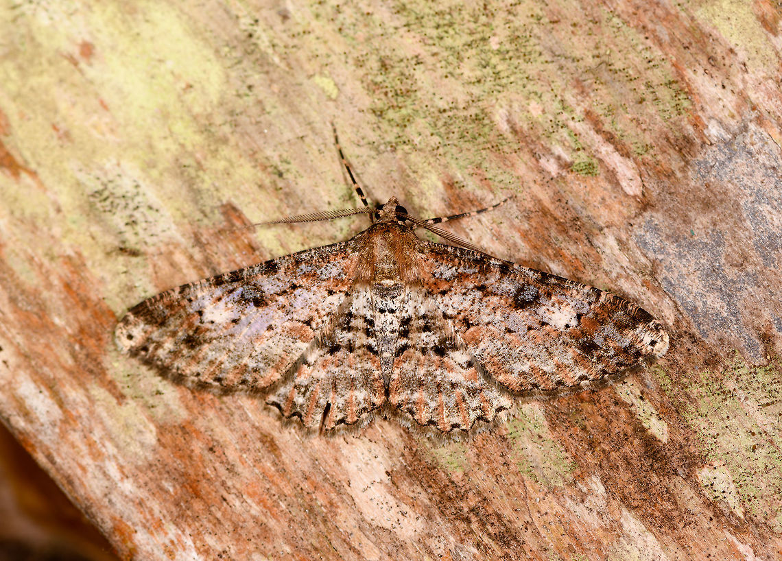 Iridopsis herse on wood, La Planada Nature Reserve, Colombia  Colombia,Colombia 2018,Colombia South,Iridopsis herse,La Planada Nature Reserve,South America