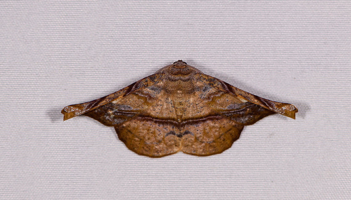 Hygrochroma sp., La Planada Nature Reserve, Colombia  Colombia,Colombia 2018,Colombia South,La Planada Nature Reserve,South America