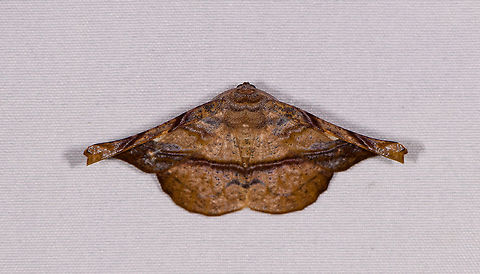 Hygrochroma sp., La Planada Nature Reserve, Colombia  Colombia,Colombia 2018,Colombia South,La Planada Nature Reserve,South America