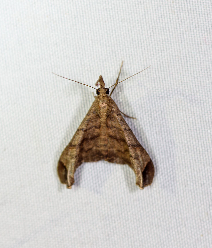 Palthis angustipennis - Erebidae, La Planada Nature Reserve, Colombia Sorry for the poor shot, it&#039;s slightly moved, but the only one I have of this species. Colombia,Colombia 2018,Colombia South,Fall,Geotagged,La Planada Nature Reserve,Palthis angustipennis,South America