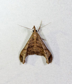 Palthis angustipennis - Erebidae, La Planada Nature Reserve, Colombia Sorry for the poor shot, it's slightly moved, but the only one I have of this species. Colombia,Colombia 2018,Colombia South,Fall,Geotagged,La Planada Nature Reserve,Palthis angustipennis,South America