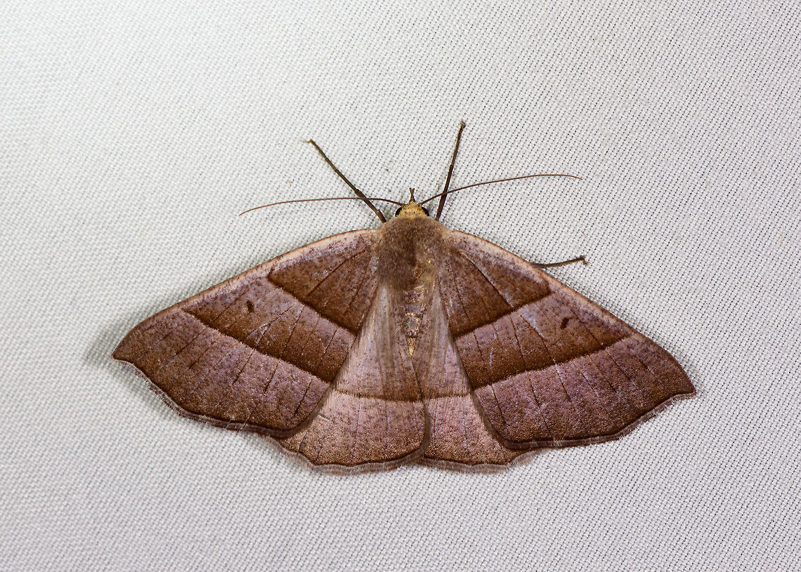 Brown banded moth, La Planada Nature Reserve, Colombia  Colombia,Colombia 2018,Colombia South,Fall,Geotagged,La Planada Nature Reserve,South America