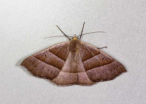 Brown banded moth, La Planada Nature Reserve, Colombia  Colombia,Colombia 2018,Colombia South,Fall,Geotagged,La Planada Nature Reserve,South America