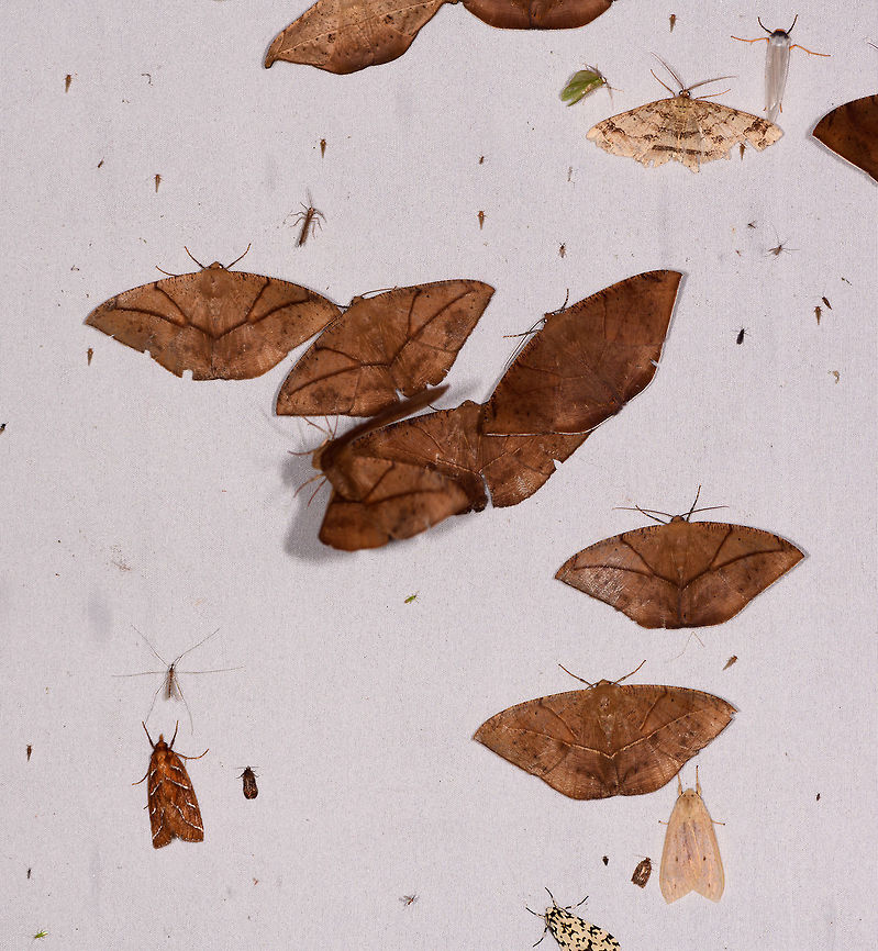 Oxydia trychiata gathering, La Planada Nature Reserve, Colombia I am leaf!<br />
I am leaf!<br />
No I am leaf!<br />
I am leaf too!<br />
Leaf me alone!<br />
I am leafing! Colombia,Colombia 2018,Colombia South,La Planada Nature Reserve,Oxydia trychiata,South America