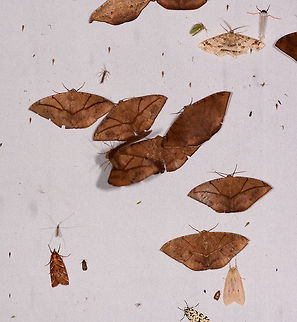 Oxydia trychiata gathering, La Planada Nature Reserve, Colombia I am leaf!
I am leaf!
No I am leaf!
I am leaf too!
Leaf me alone!
I am leafing! Colombia,Colombia 2018,Colombia South,La Planada Nature Reserve,Oxydia trychiata,South America