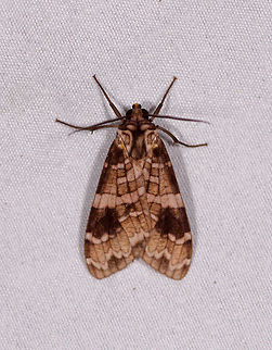 Elysius melanoplaga