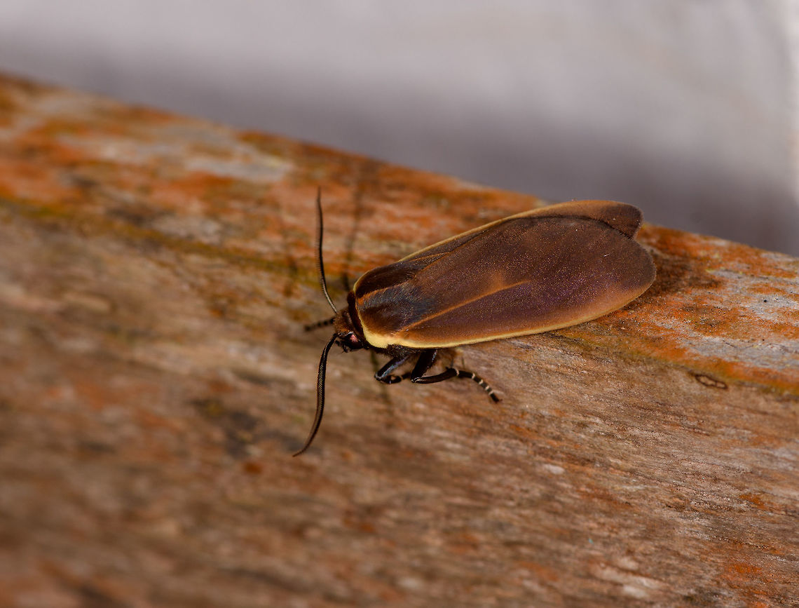 Endobrachys sp., La Planada Nature Reserve, Colombia  Colombia,Colombia 2018,Colombia South,La Planada Nature Reserve,South America