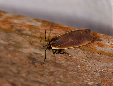 Endobrachys sp., La Planada Nature Reserve, Colombia  Colombia,Colombia 2018,Colombia South,La Planada Nature Reserve,South America