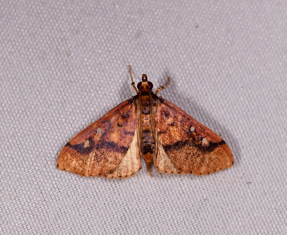 Dark orange cambrid moth?, La Planada Nature Reserve, Colombia  Colombia,Colombia 2018,Colombia South,La Planada Nature Reserve,South America
