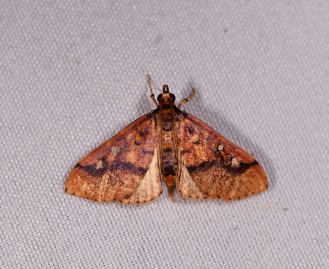 Dark orange cambrid moth?, La Planada Nature Reserve, Colombia  Colombia,Colombia 2018,Colombia South,La Planada Nature Reserve,South America