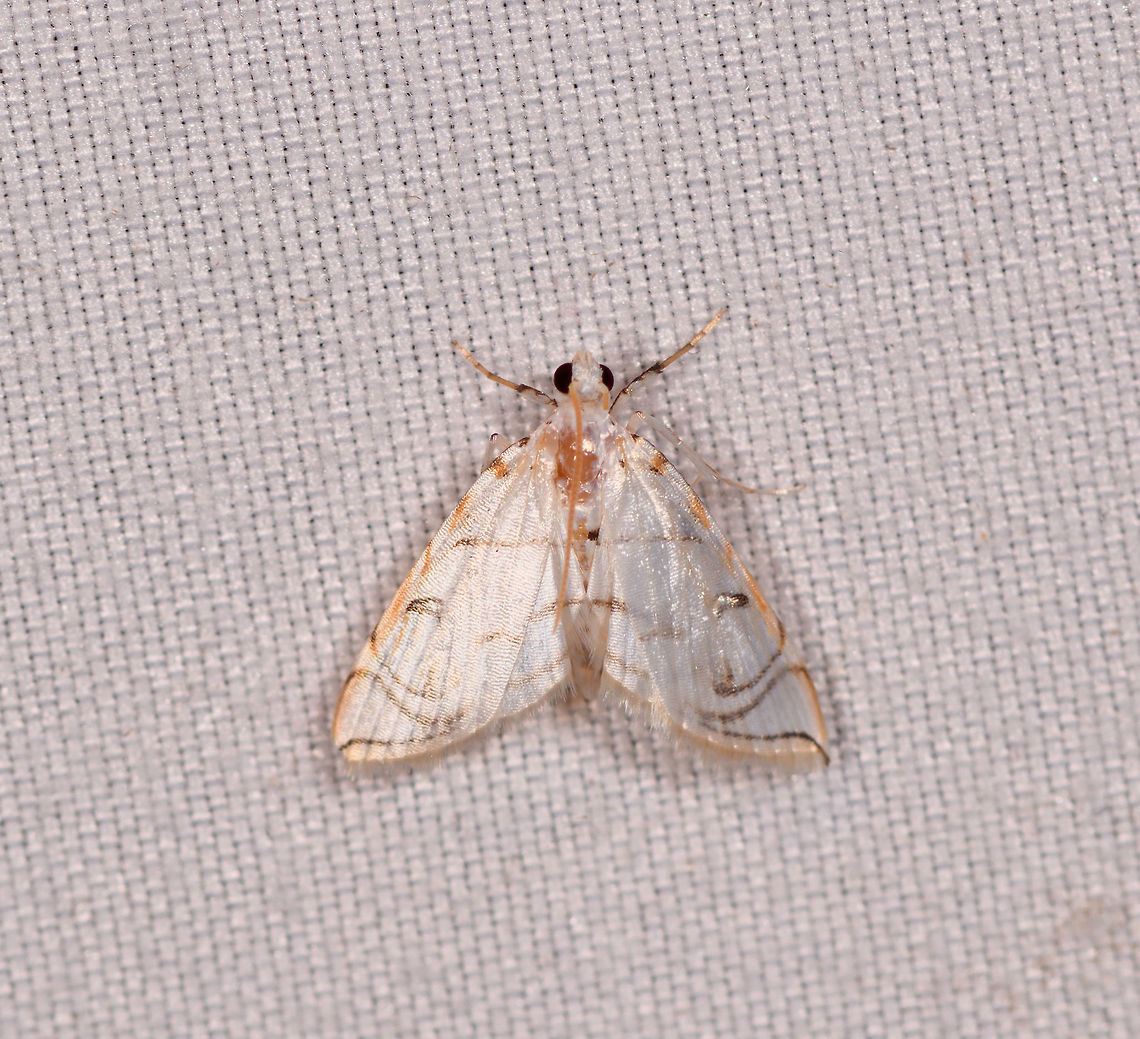 Neurophyseta camptogrammalis, La Planada Nature Reserve, Colombia  Colombia,Colombia 2018,Colombia South,Fall,Geotagged,La Planada Nature Reserve,Neurophyseta camptogrammalis,South America