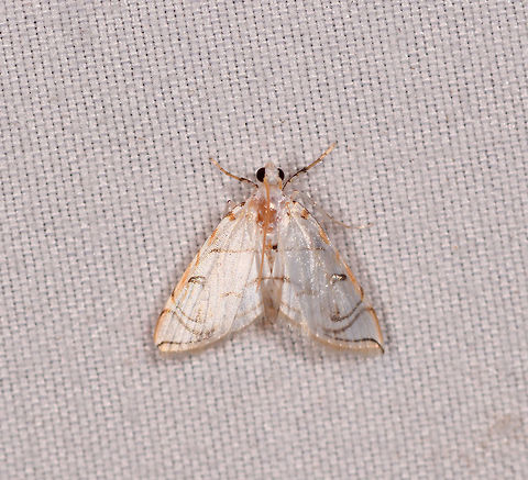 Neurophyseta camptogrammalis, La Planada Nature Reserve, Colombia  Colombia,Colombia 2018,Colombia South,Fall,Geotagged,La Planada Nature Reserve,Neurophyseta camptogrammalis,South America