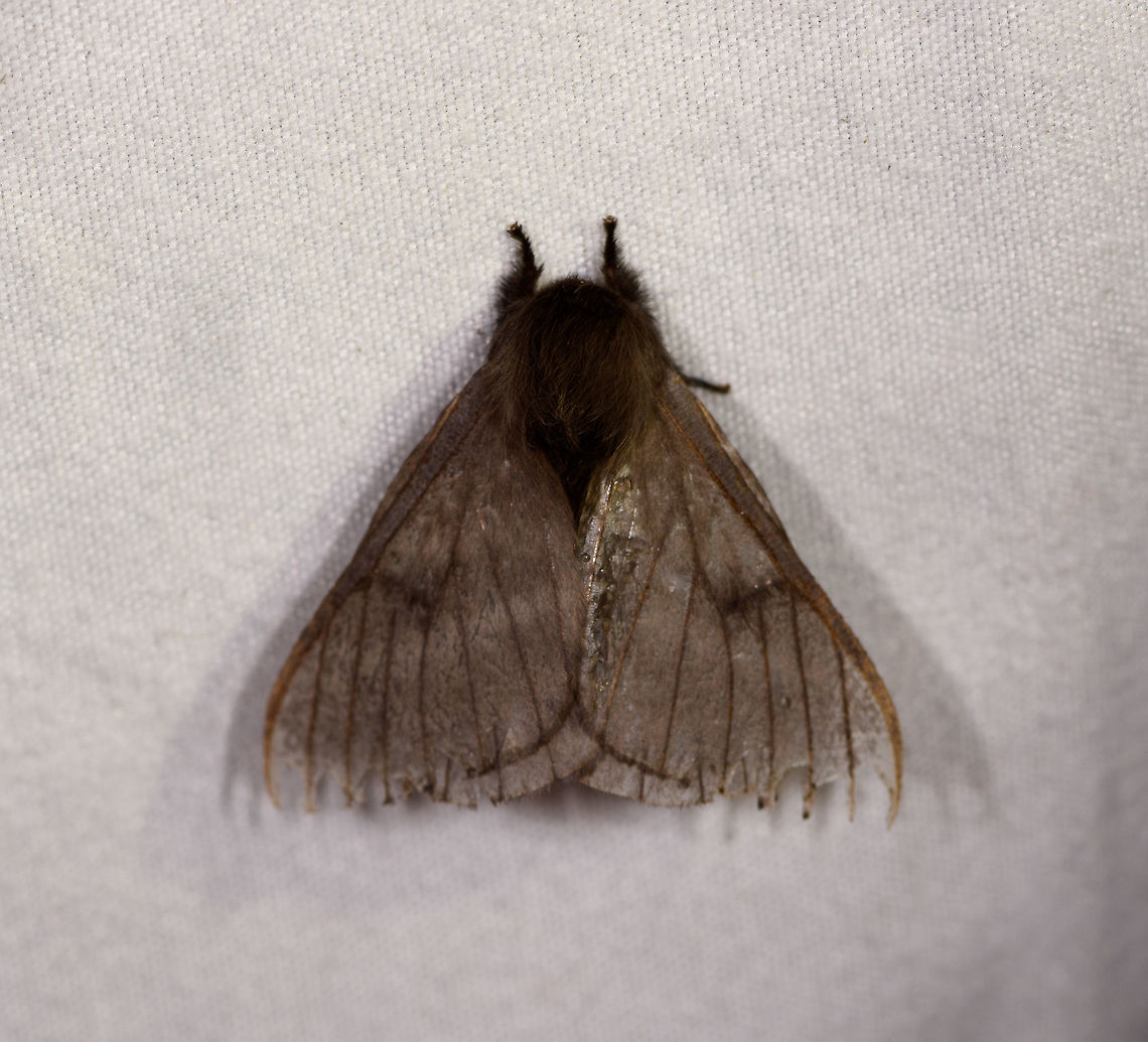 Hylesia sp., La Planada Nature Reserve, Colombia  Colombia,Colombia 2018,Colombia South,Fall,Geotagged,La Planada Nature Reserve,South America